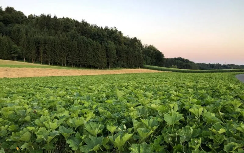 Kürbisacker bei Sonnenuntergang